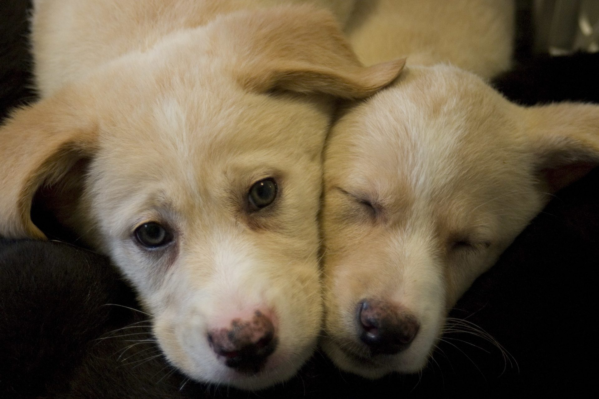 Puppy Socialization: Why It's So Important | Maryland SPCA