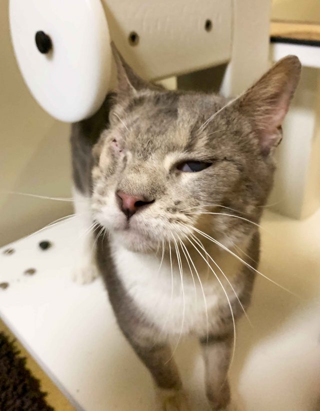 Coach, a stray cat transferred to the Maryland SPCA from a partner shelter.