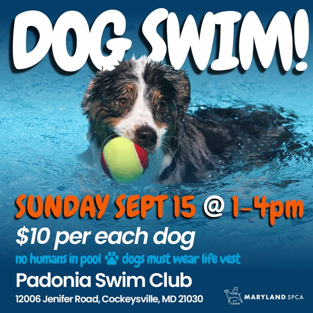 Dog Swim Event