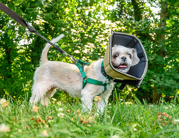 Terrier dog on walk with cone