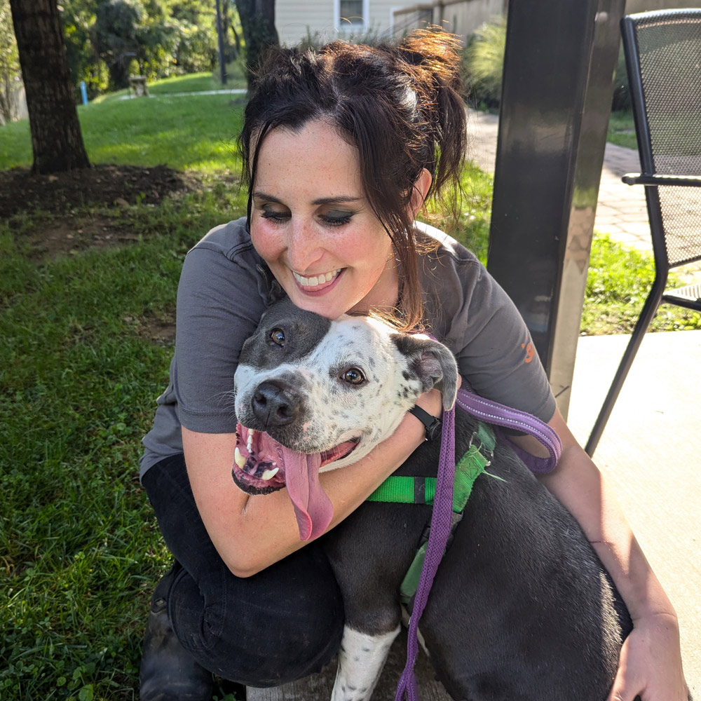 Volunteer hugging gray and white pitbull