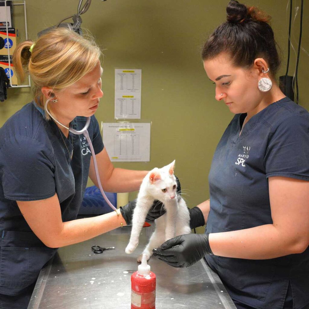 Two veterinarians examining white cat