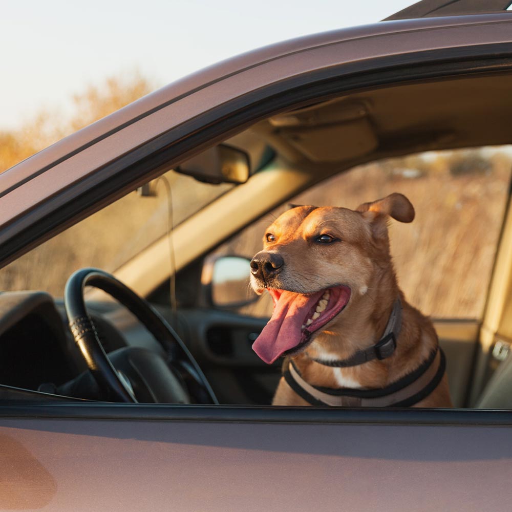 Dog in driver's seat of car looking out of window