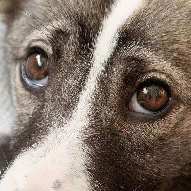 Close up of dog's eyes