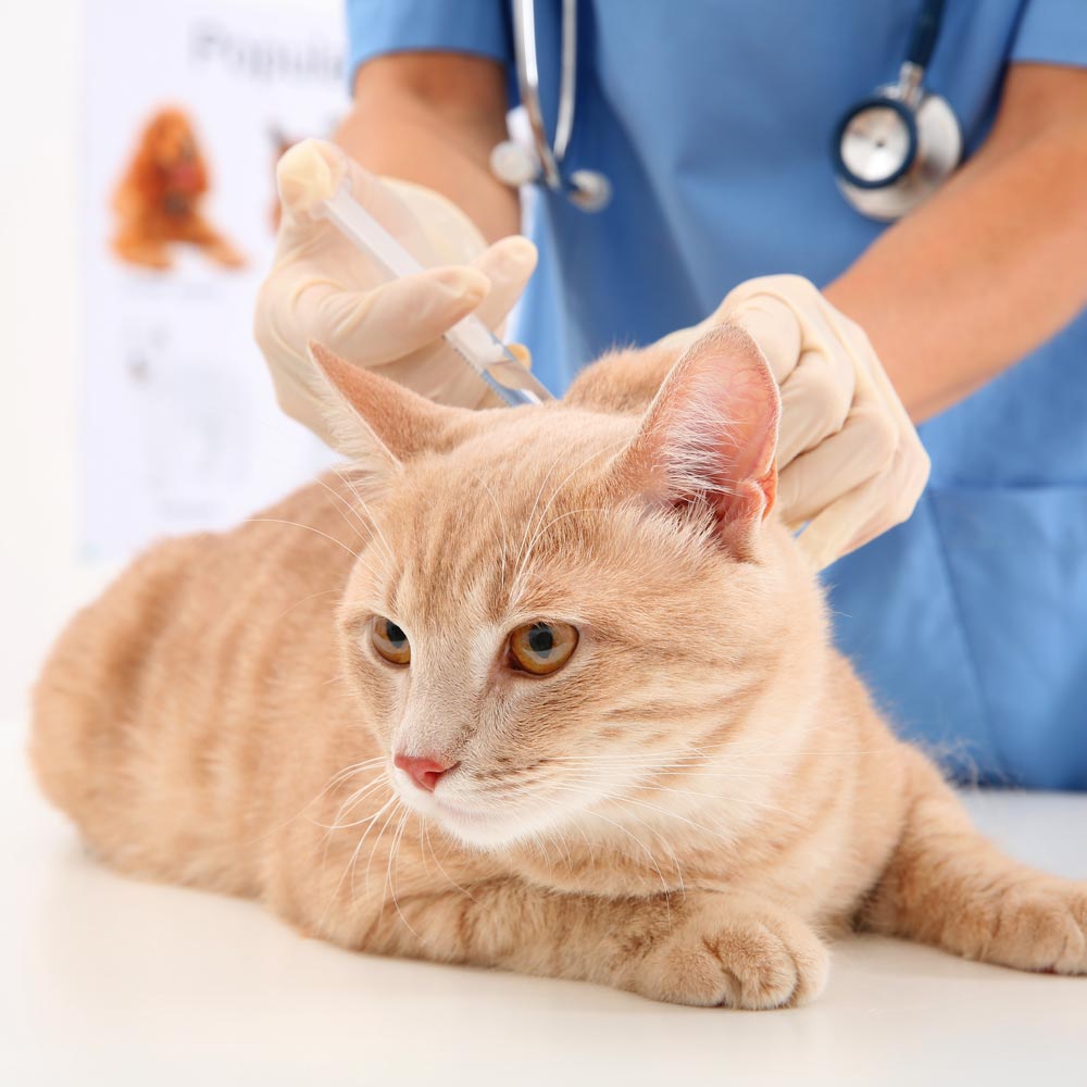 Vet tech administering a shot to an orange cat