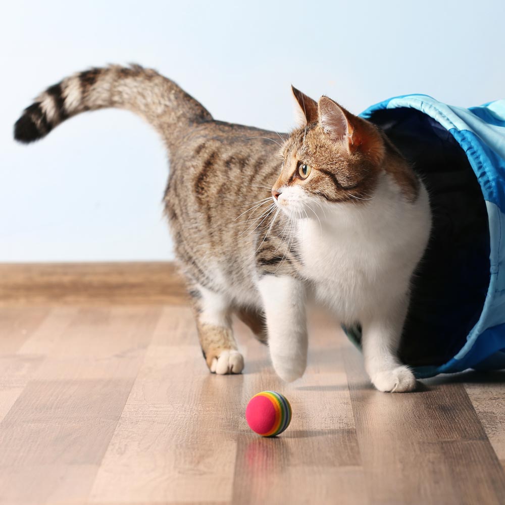 Cat playing with ball next to toy tunnel