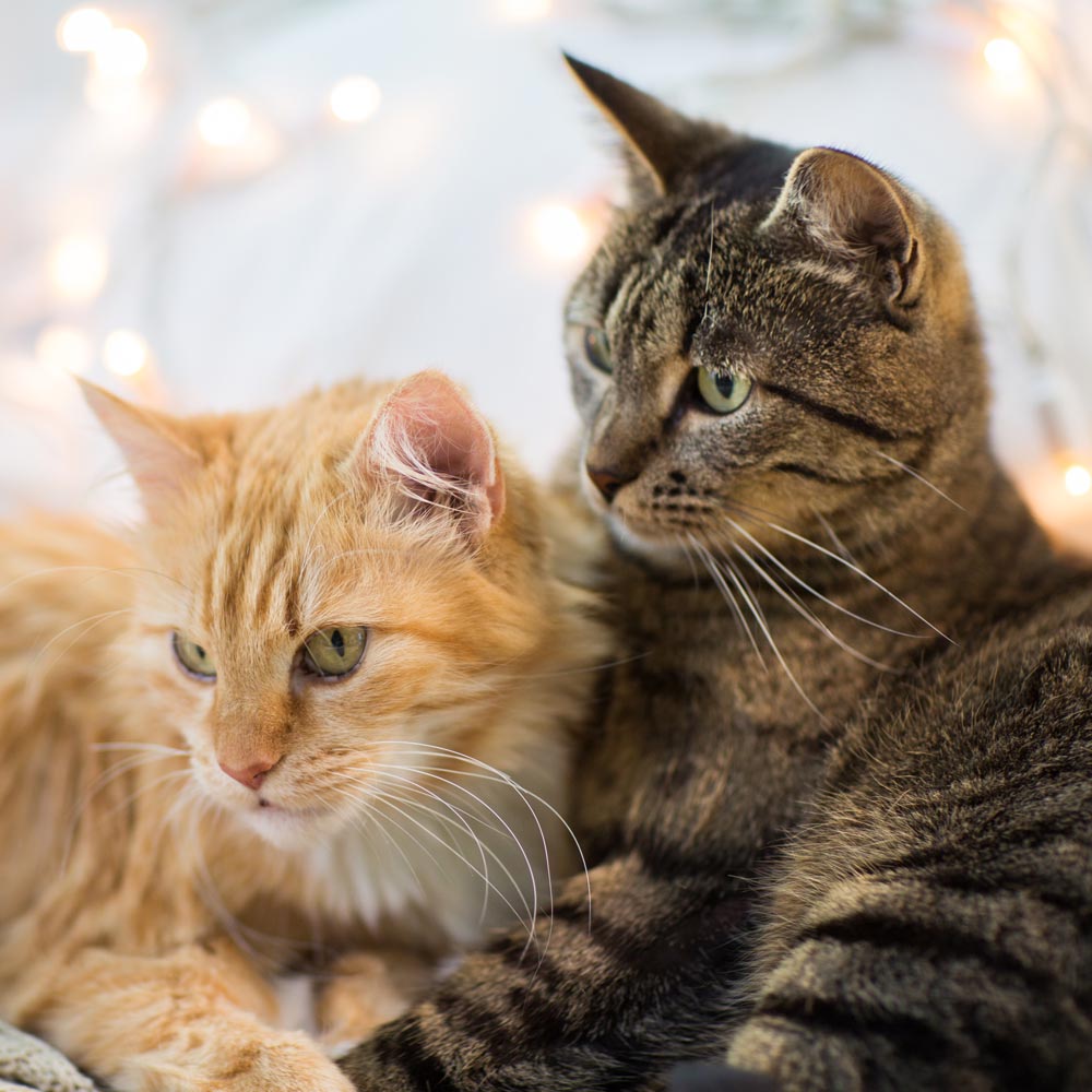 An orange and brown tabby cat sitting next to eachother.