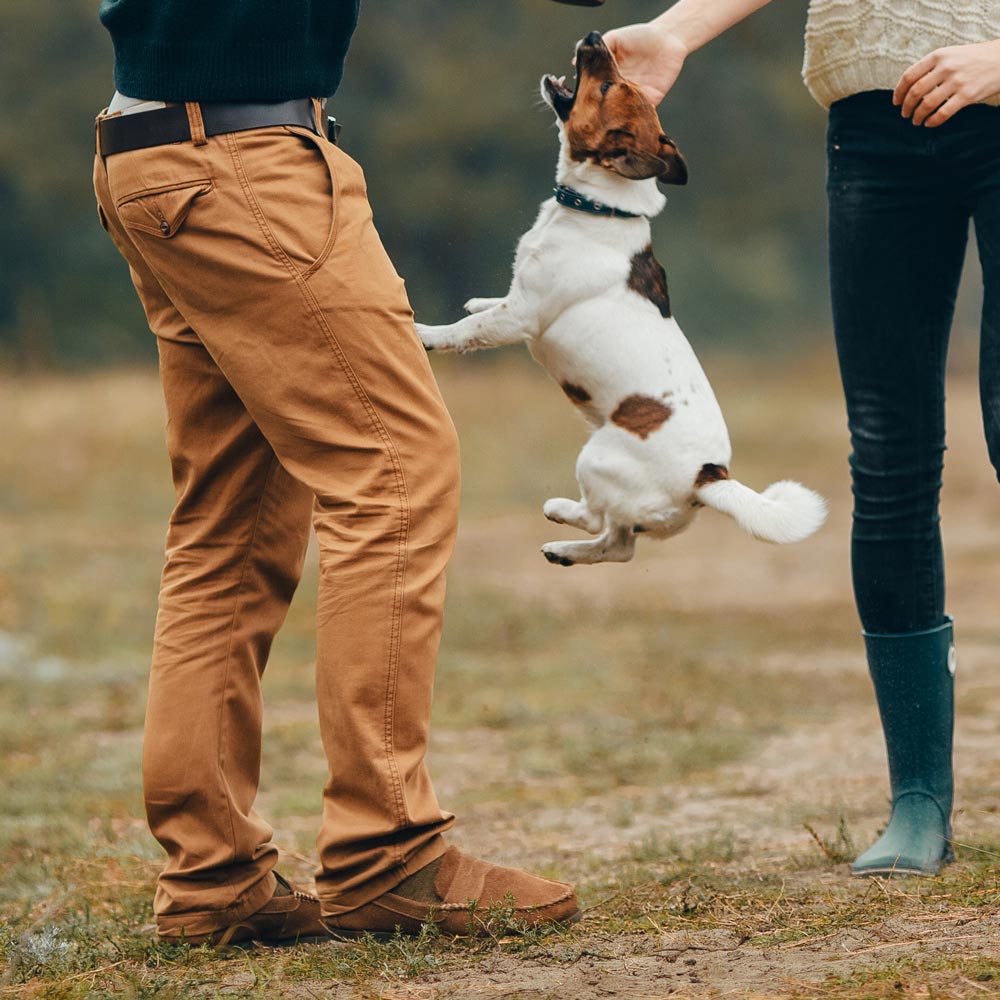 Dog jumping up onto person in field