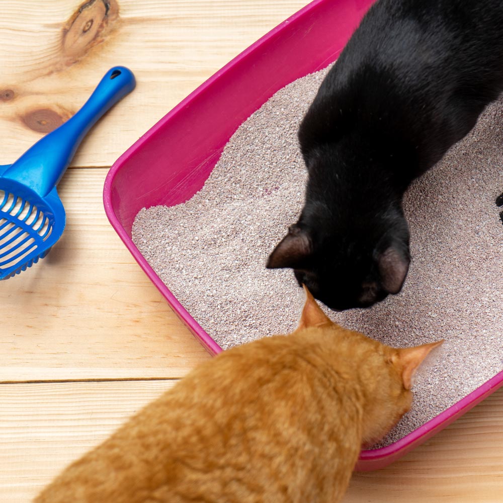 two cats sniffing inside of a litter box