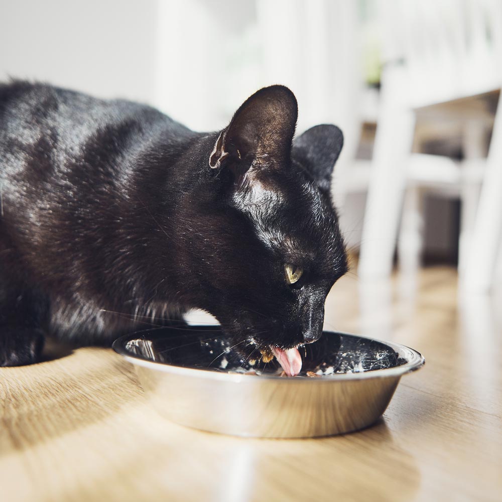 Black cat licking milk out of stainless steel bowl