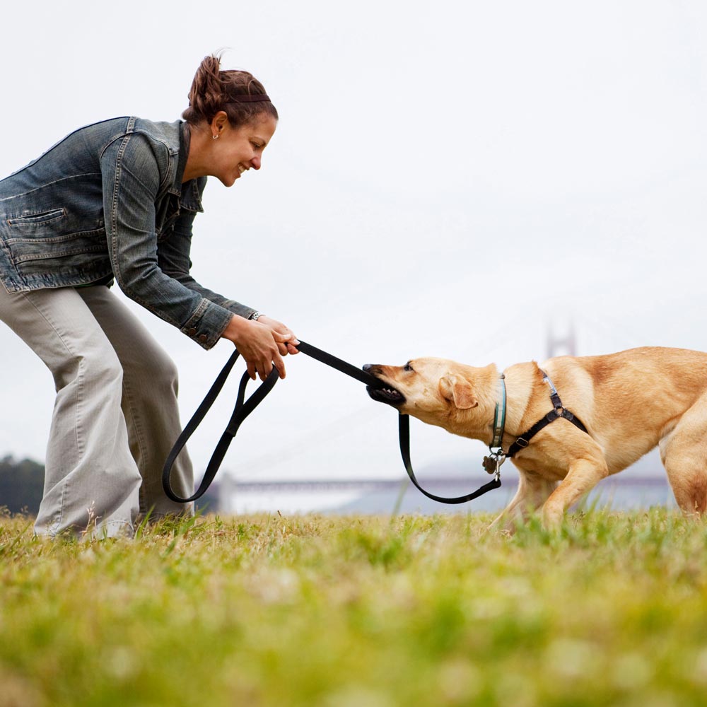 Dog pulling on it's own leash with owner