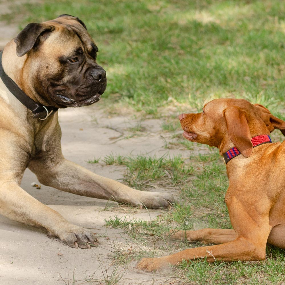 Rottweiler playing with smaller dog