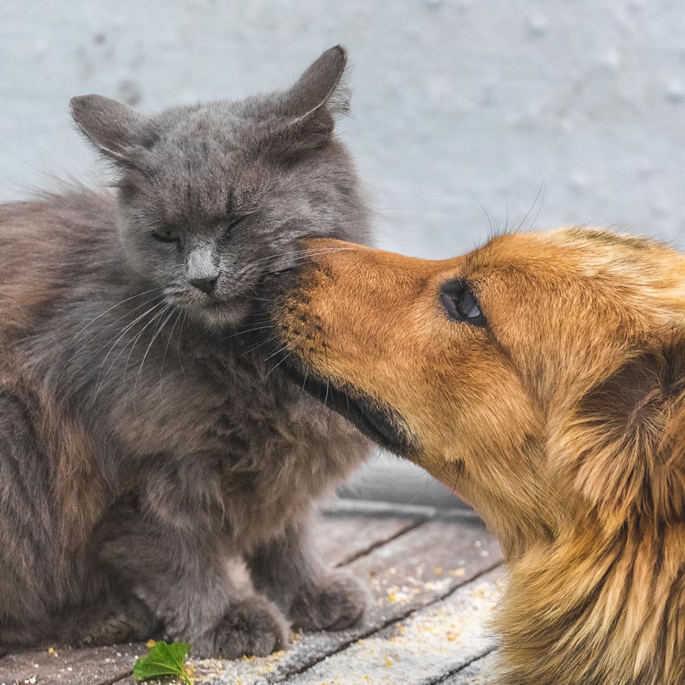 Tan dog sniffing gray cat.