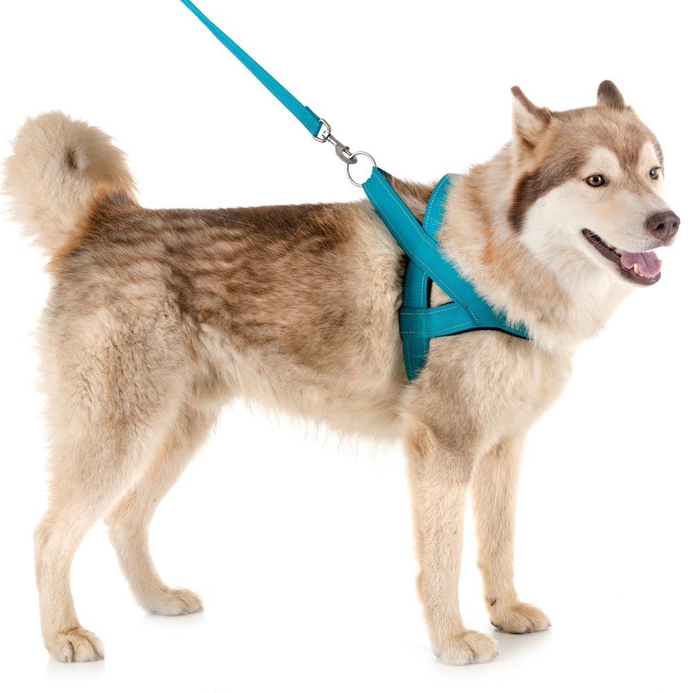 husky with blue harness