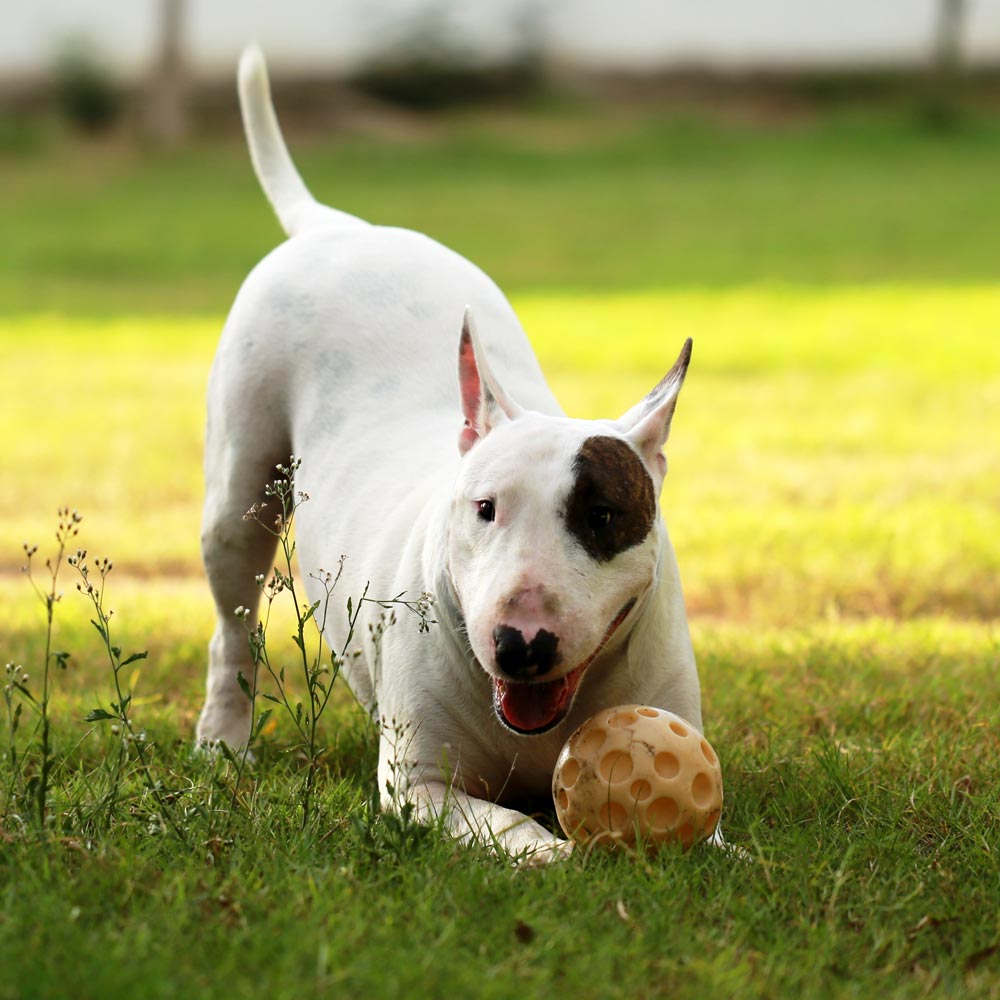 french bulldog playing with ball