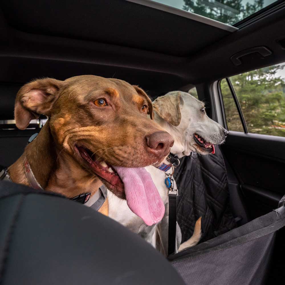 two dogs in the backseat of a car