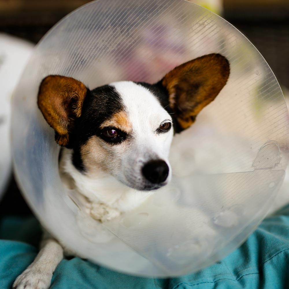 Chihuahua wearing cone