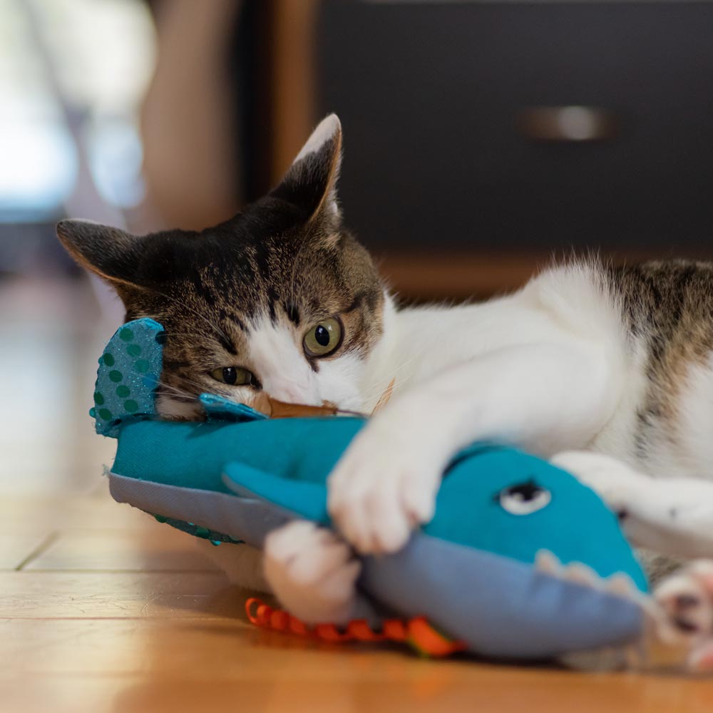 cat playing with plush toy