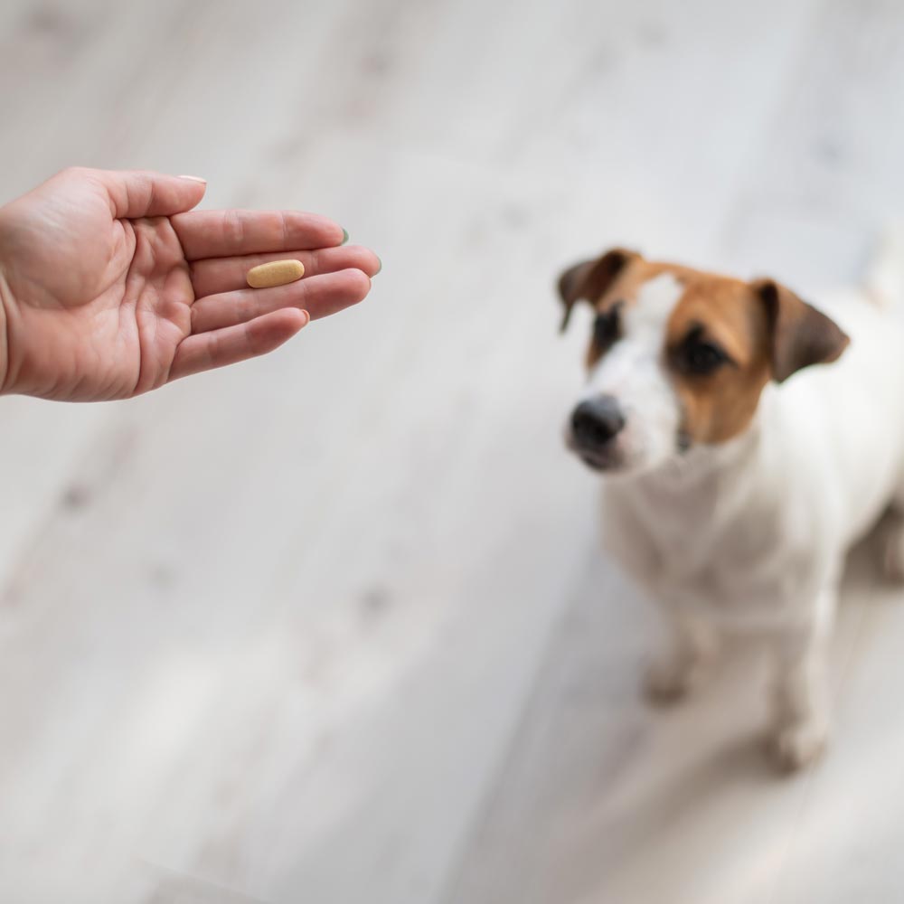 Person giving pill to dog