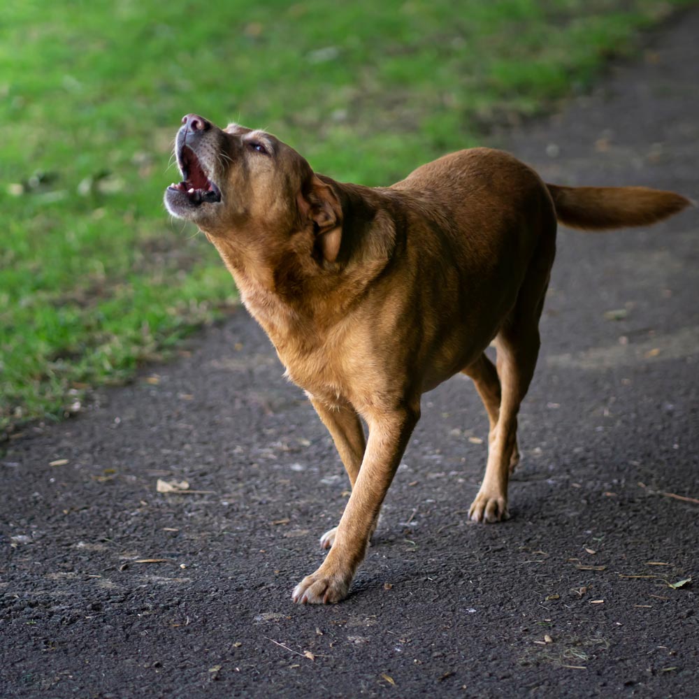 Dog howling