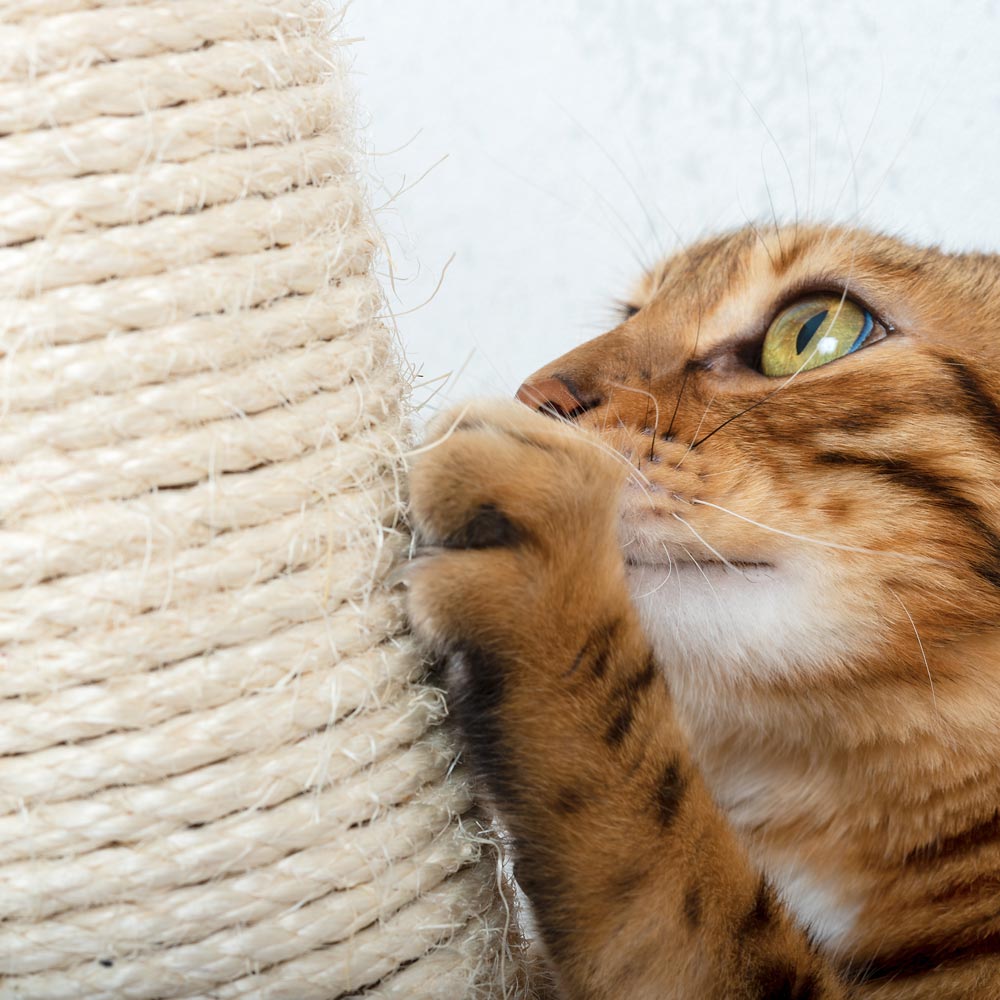 orange cat scratching rope post