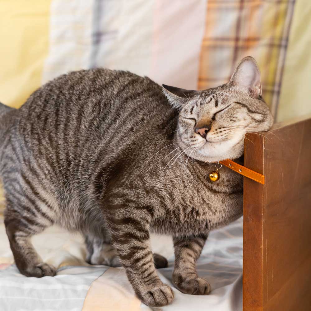 Brown tabby cat rubbing chin against arm rest