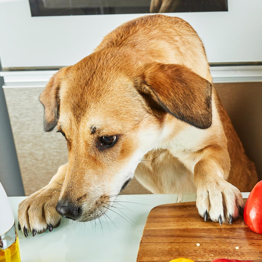 Dog with paws on kitchen counter