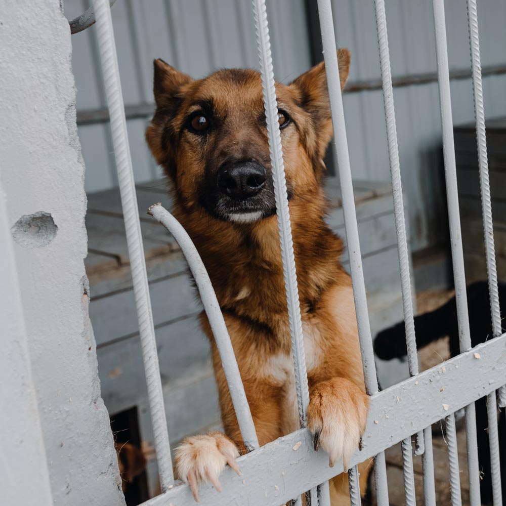 brown shepherd dog behind fence