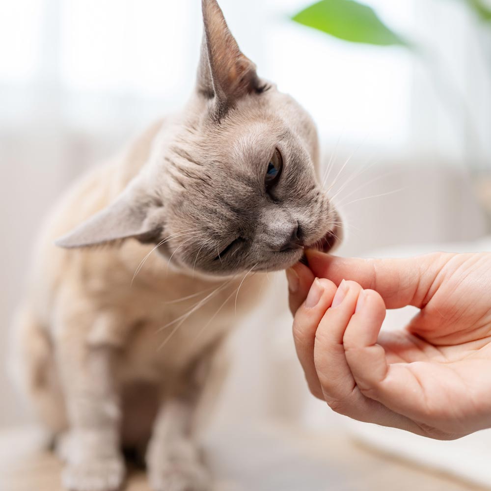 cat taking treat from hand
