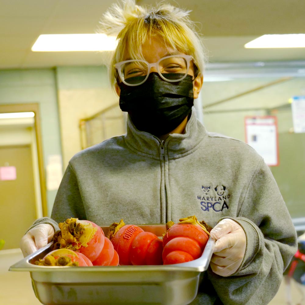 MD SPCA staff member with treat filled kongs for shelter dogs