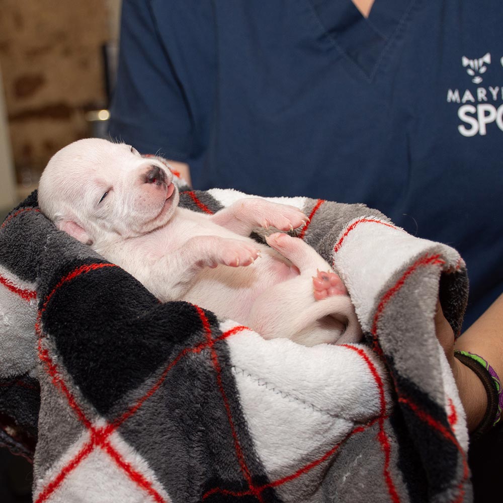 MD SPCA vet tech holding newborn puppy