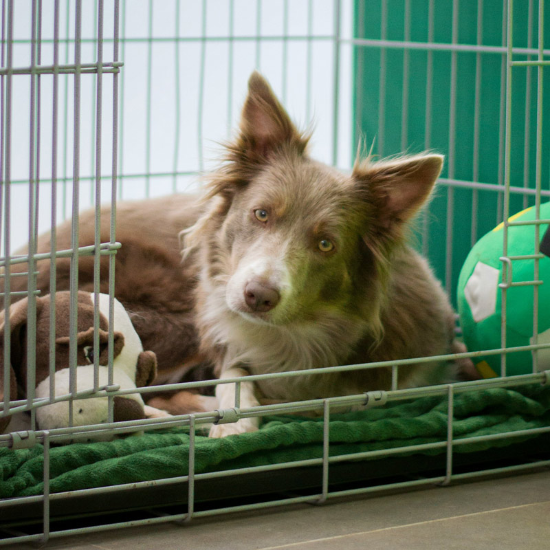 brown dog laying in crate