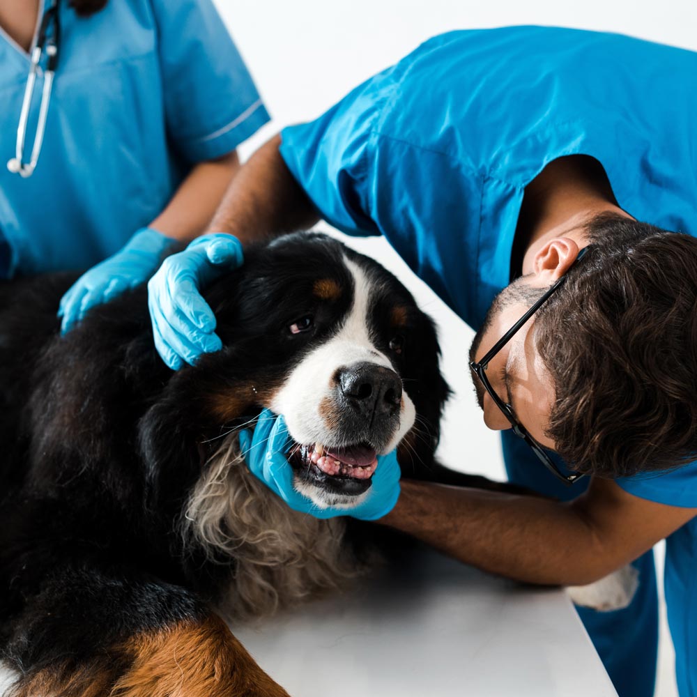 Vet tech examining hound dog's teeth