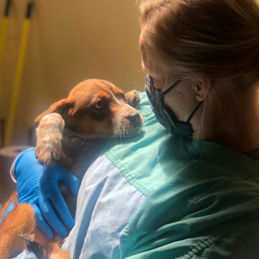 Veterinarian holding tan hound puppy