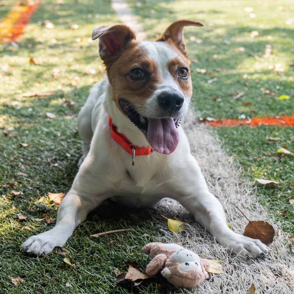 White and tan shelter dog playing with donated plush toy