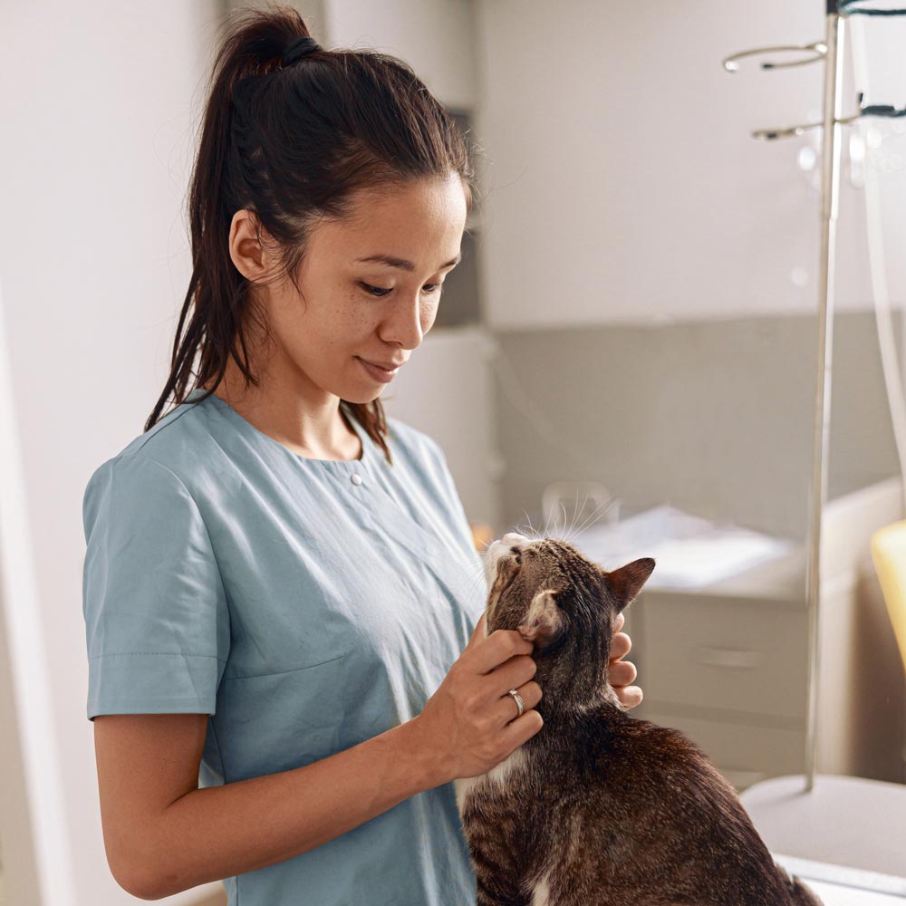 Emergency vet technician petting tabby cat