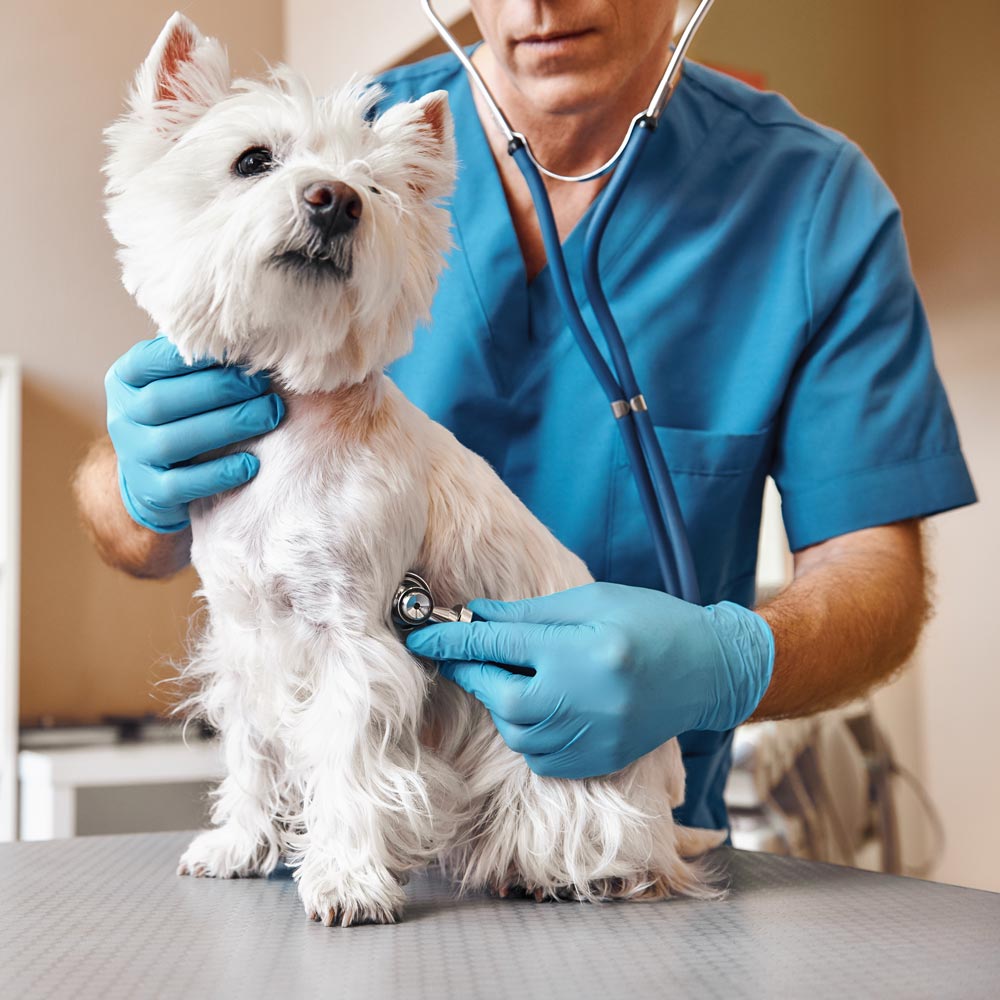 Maryland SPCA veterinarian using stethoscope with white terrier dog