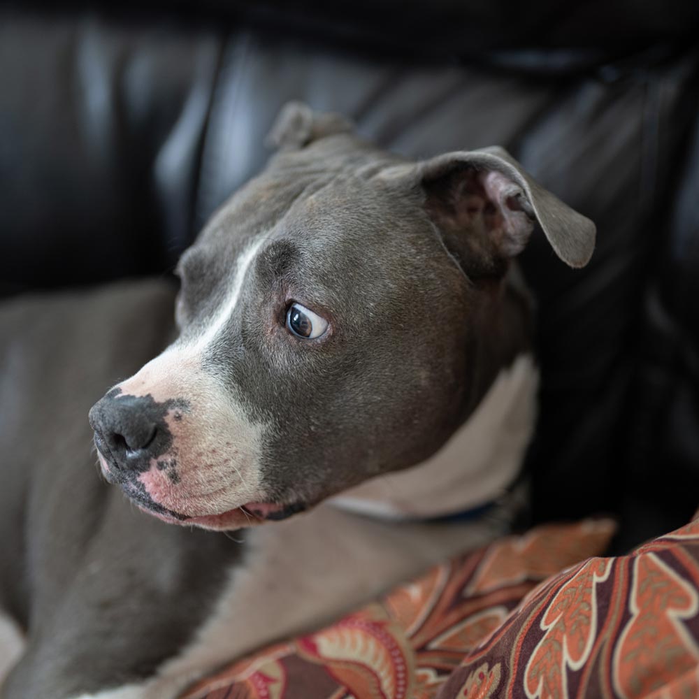 Gray and white pitbull looking startled