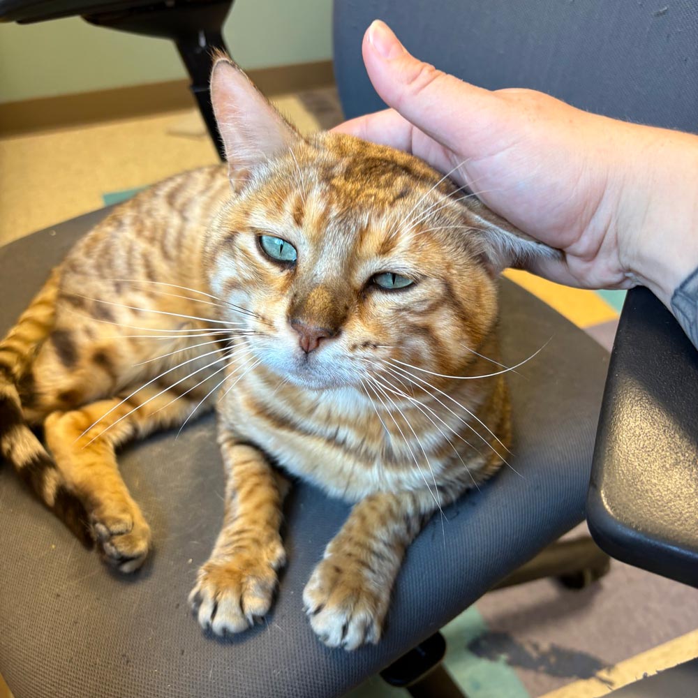 Maryland SPCA staff member petting orange cat with green eyes