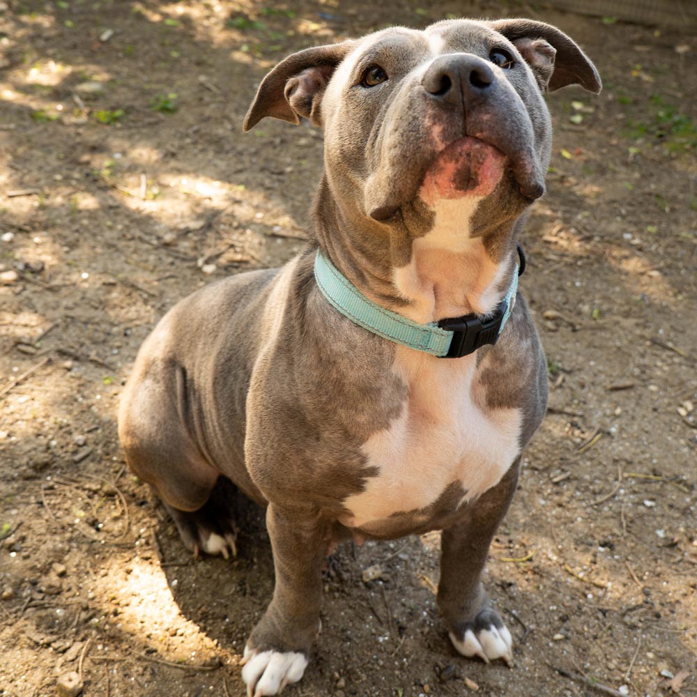 Black and white shelter pitbull waiting for a treat