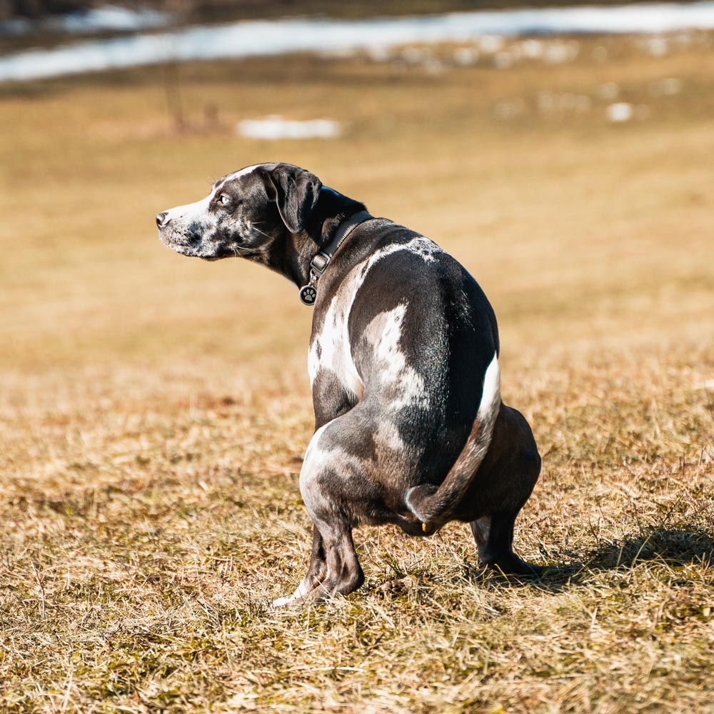 Black and white hound dog pooping in field