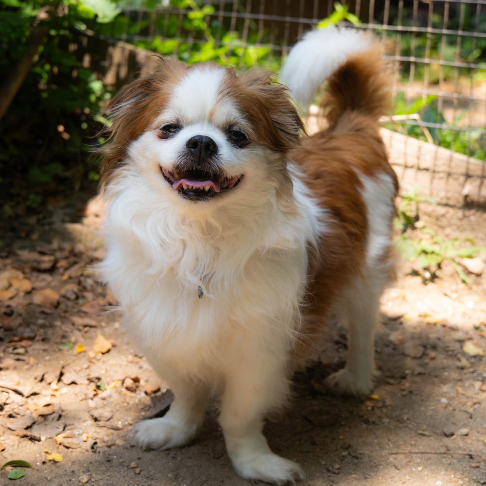 Small white and tan long haired dog