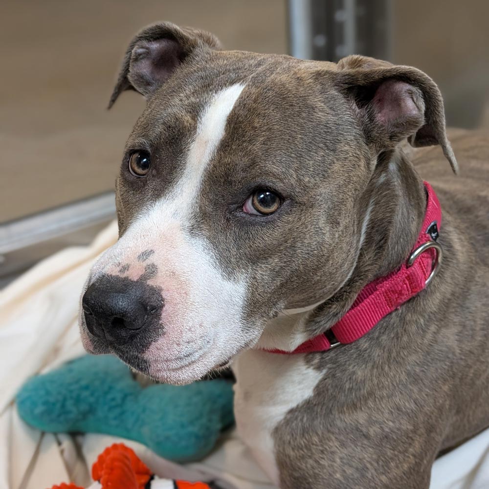 Gray and white pitbull in shelter kennel