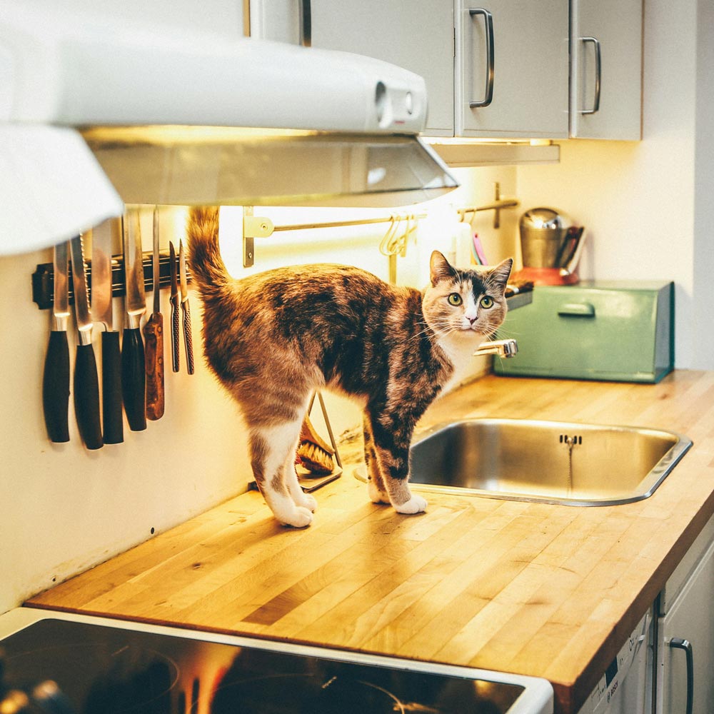 Cat standing on butcher block kitchen counter.