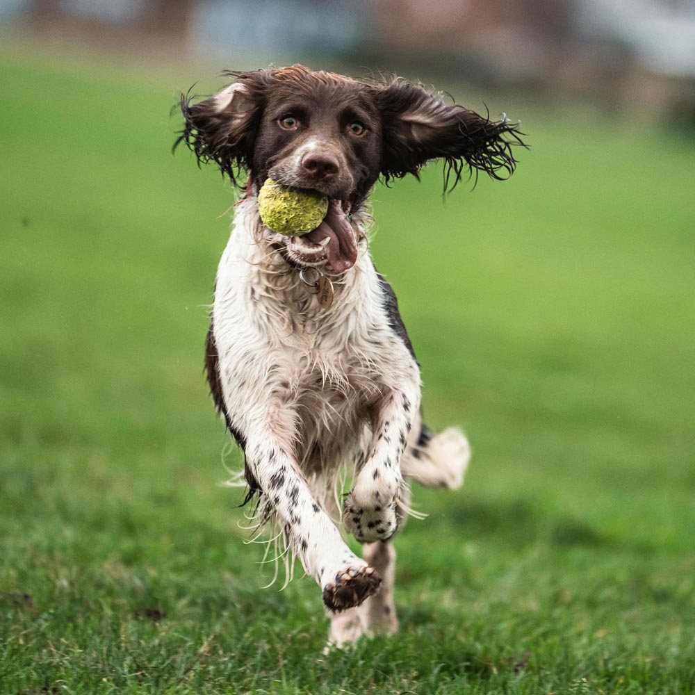 Dog running towards camera with ball in it's mouth