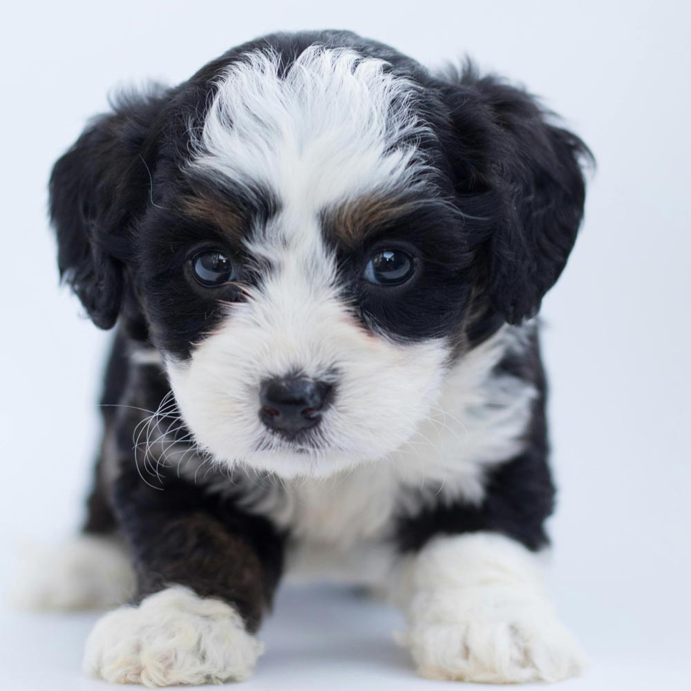 young black and white puppy