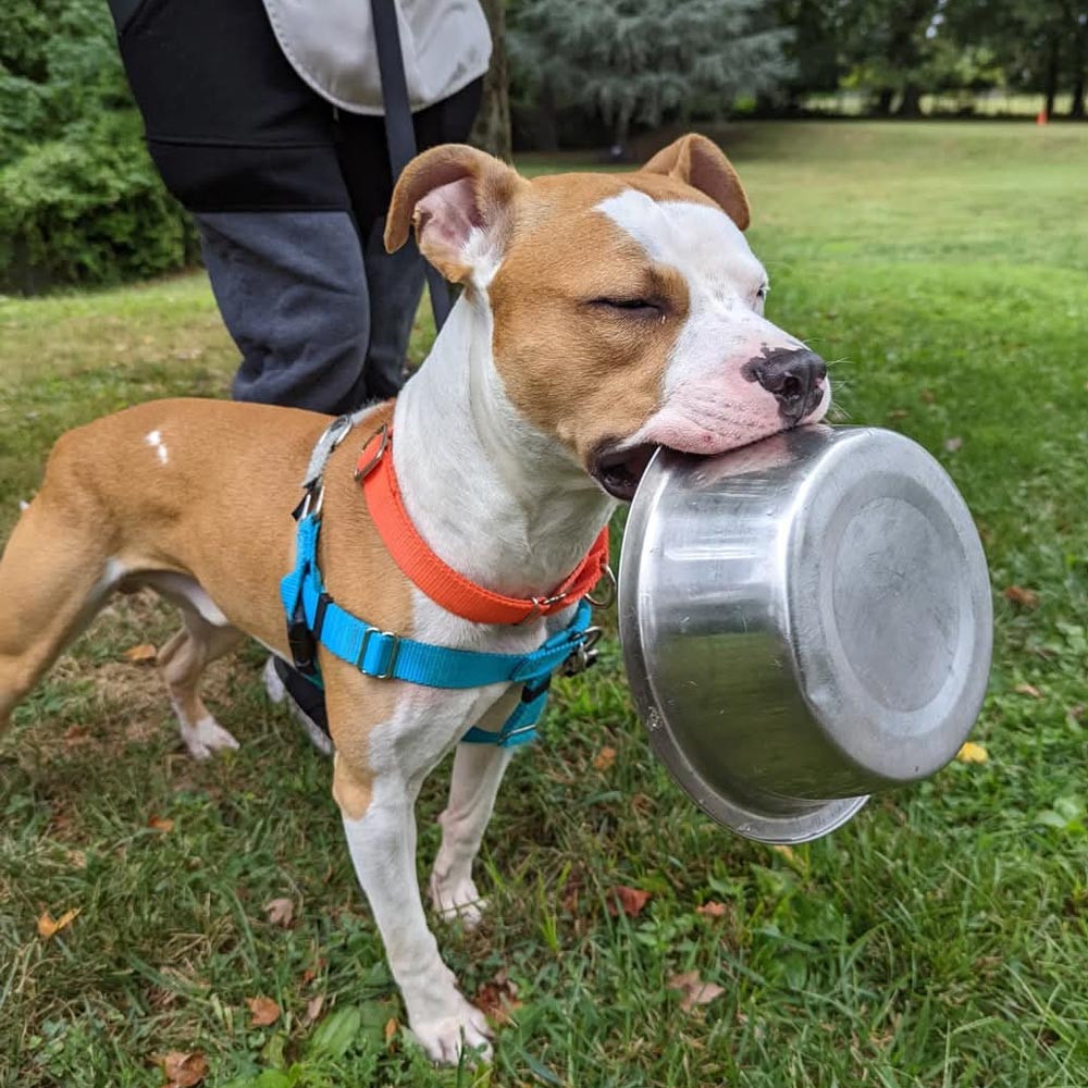 Dog with empty dog food bowl in it's mouth