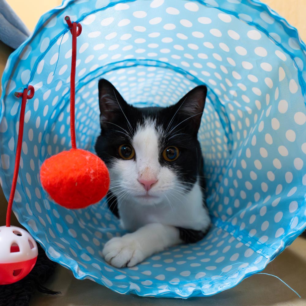 Black and white shelter cat in toy tunnel