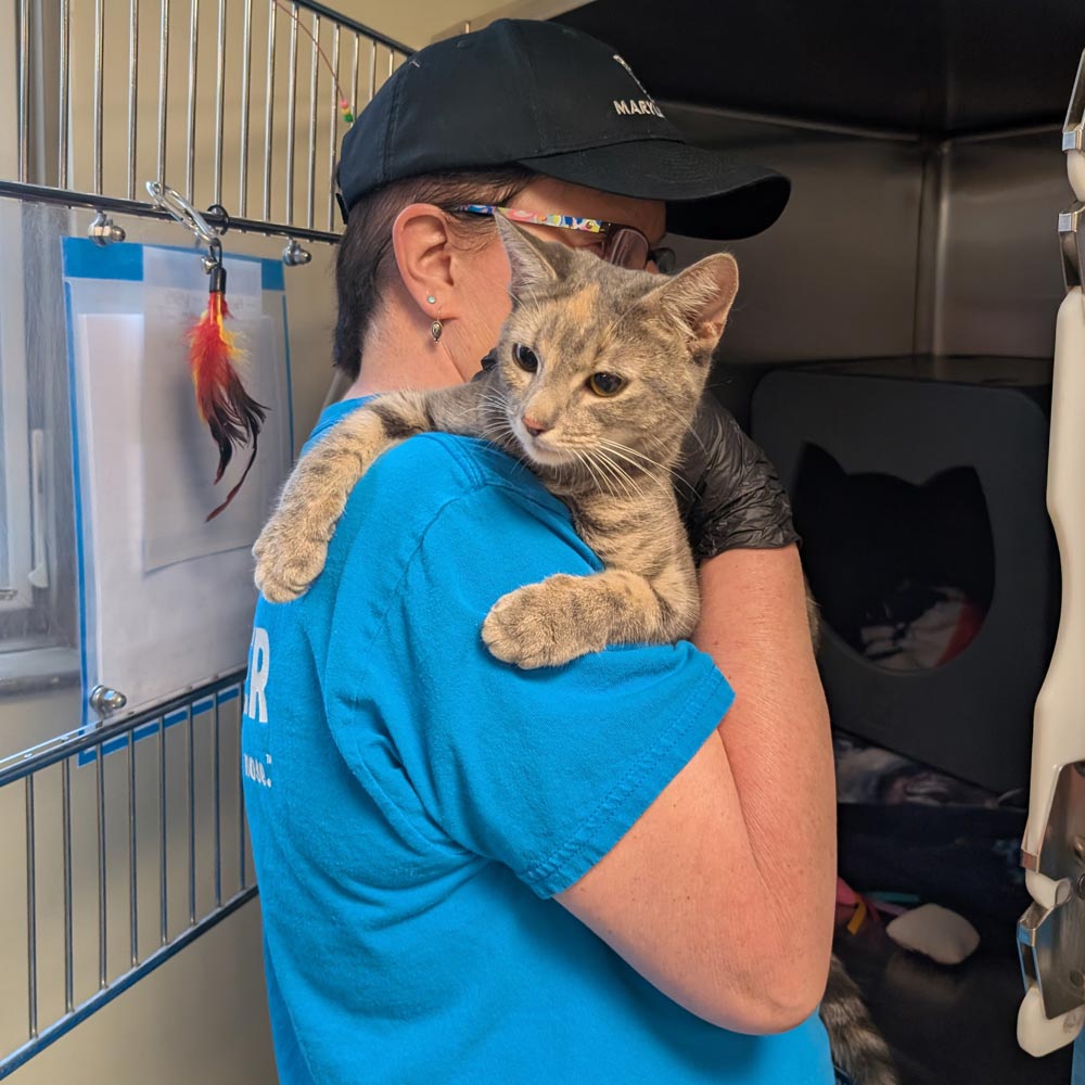 Maryland SPCA Volunteer holding brown tabby cat