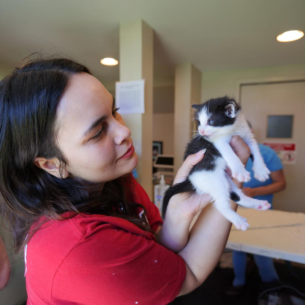 Woman holding black and white shelter kitten